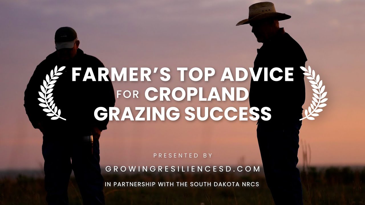 Farmer's Top Advice for Cropland Grazing Success