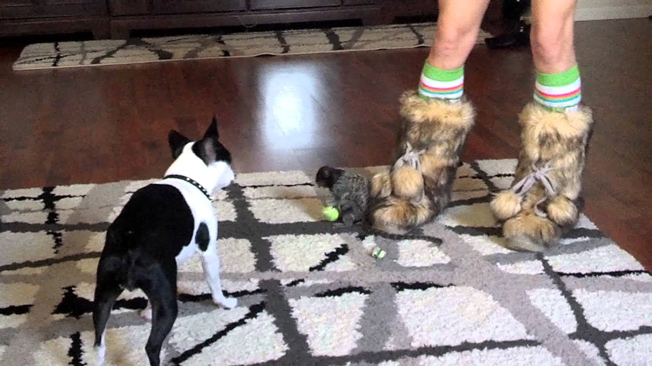 Athena(marmoset monkey) and Deedee at play