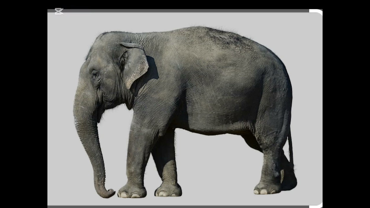 Asian Elephant reference