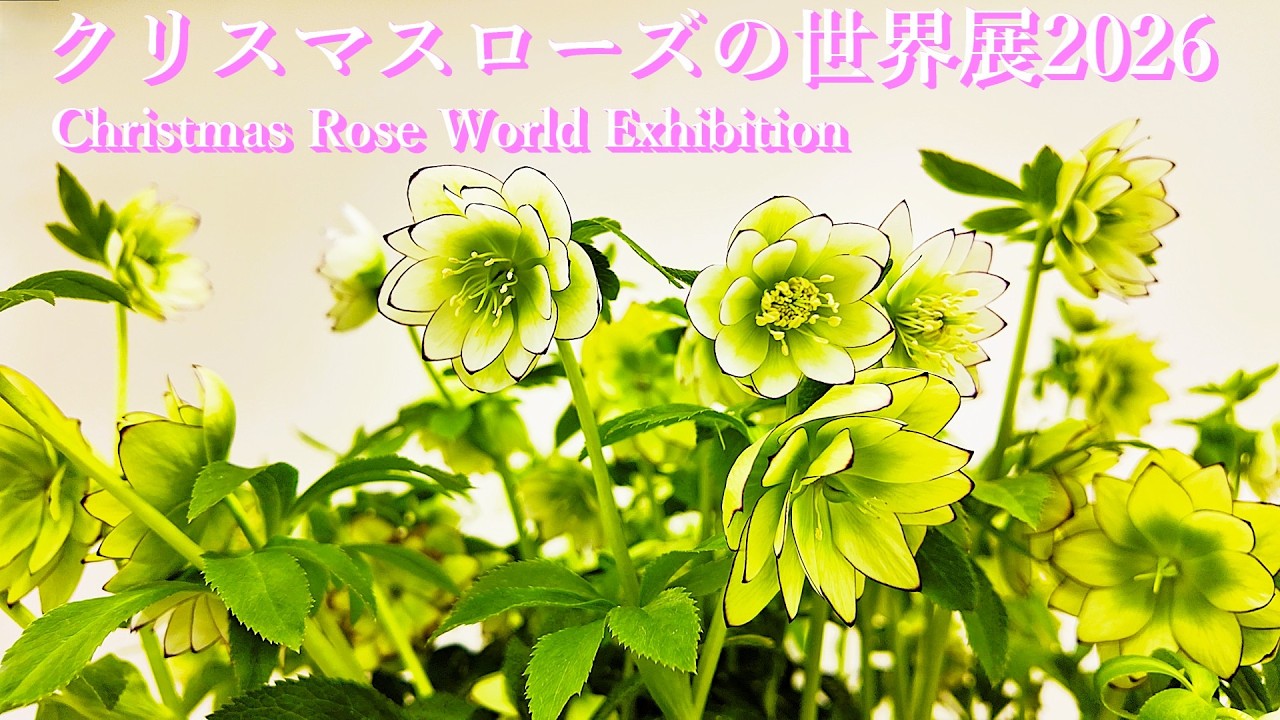 クリスマスローズの世界展2026 池袋・サンシャインシティ 魅惑の花たちの宴
