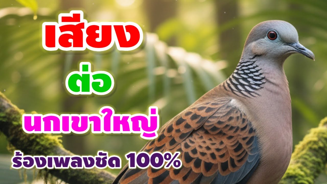 เสียงนกเขาใหญ่ร้องเพลงเพราะๆ กับอากาศที่สดใสและน่าดึงดุดในตอนเช้า ท้องฟ้าแจ่มใสดีมาก นกก็สวยสุดๆ