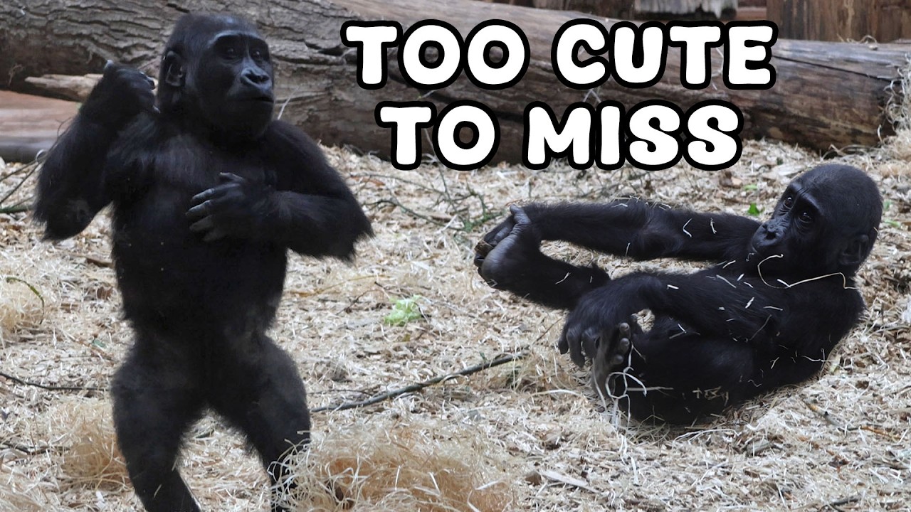 Baby Gorillas Discover the Joy of Play - it’s impossible not to smile.