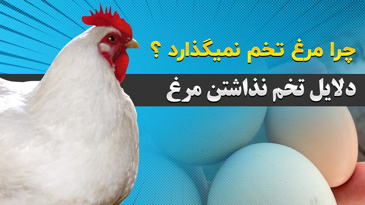 چرا مرغ تخم نمیگذارد ؟ دلایل تخم نذاشتن مرغ | راه های رفع مشکل
