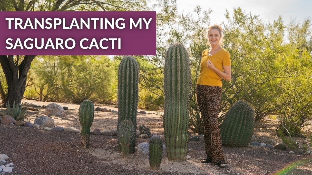 TRANSPLANTING SAGUARO CACTUS / JoyUsGarden
