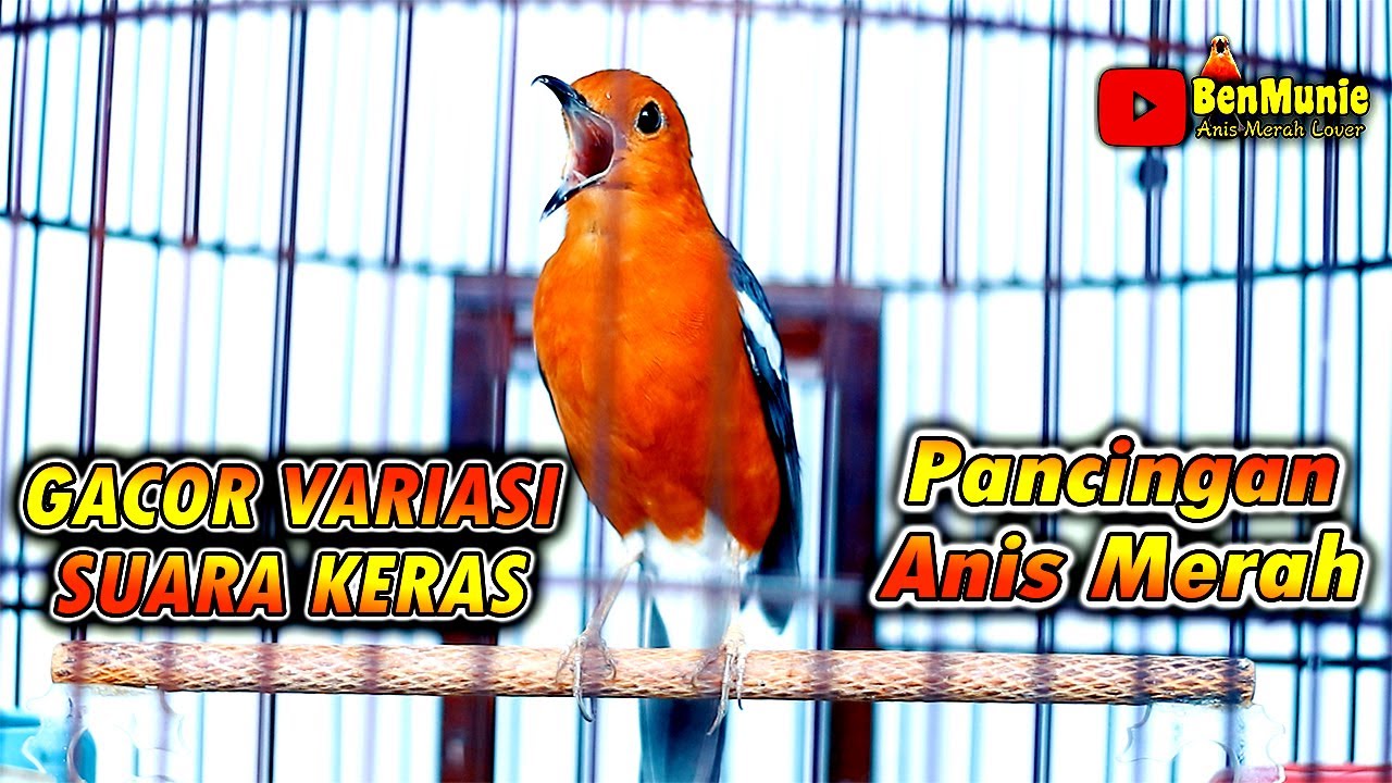 ANIS MERAH SUPER GACOR MERANGSANG BUNYI ANIS MERAH LAIN DENGAN CEPAT   #anismerah