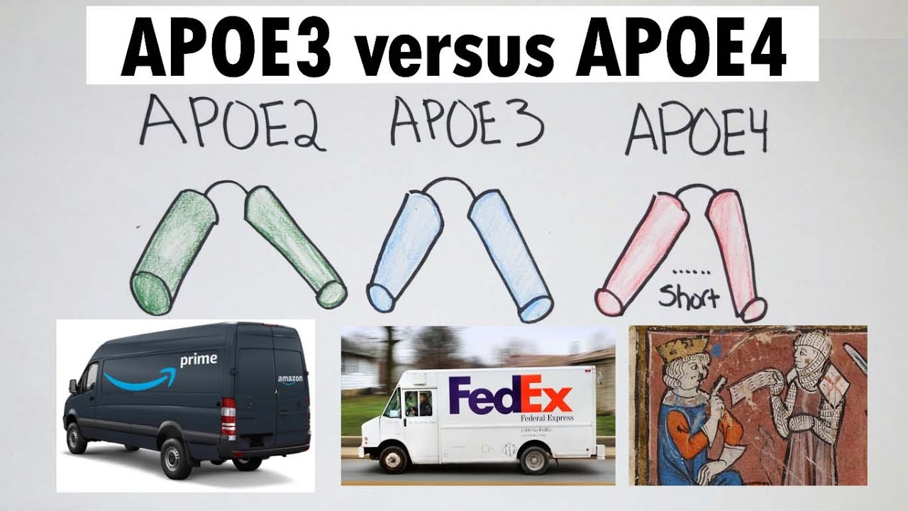 APOE4 | APOE4 против APOE3