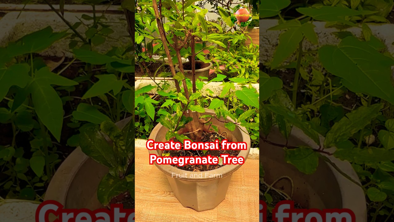 Pruning Pomegranate Tree to Create Bonsai #pruning #bonsai