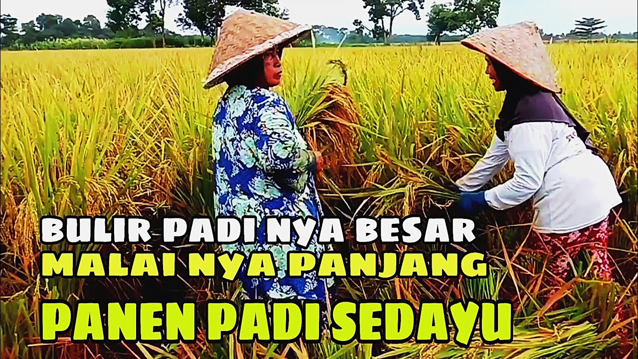 PANEN PADI SEDAYU BULIR PADI NYA BESAR MALAI NYA PANJANG