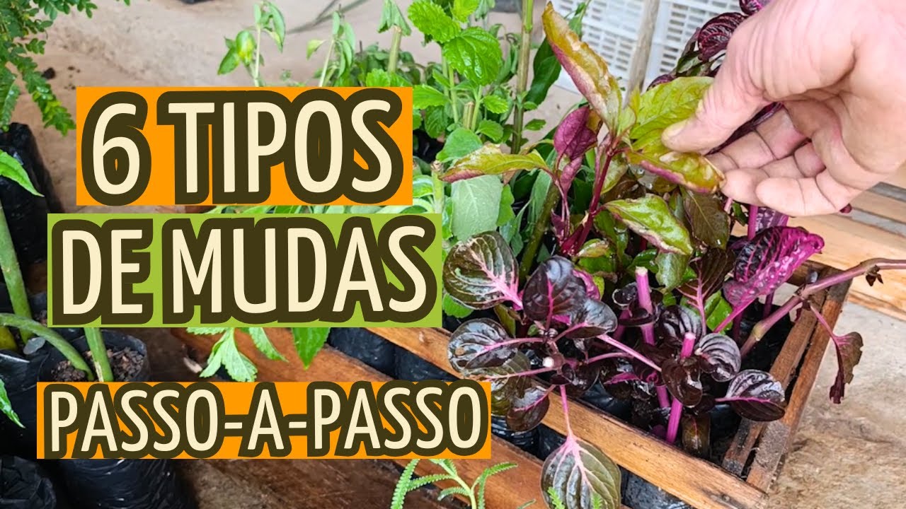 PASSO A PASSAO PARA FAZER MUDAS - 6 PLANTAS DIFERENTES E MEDICINAIS
