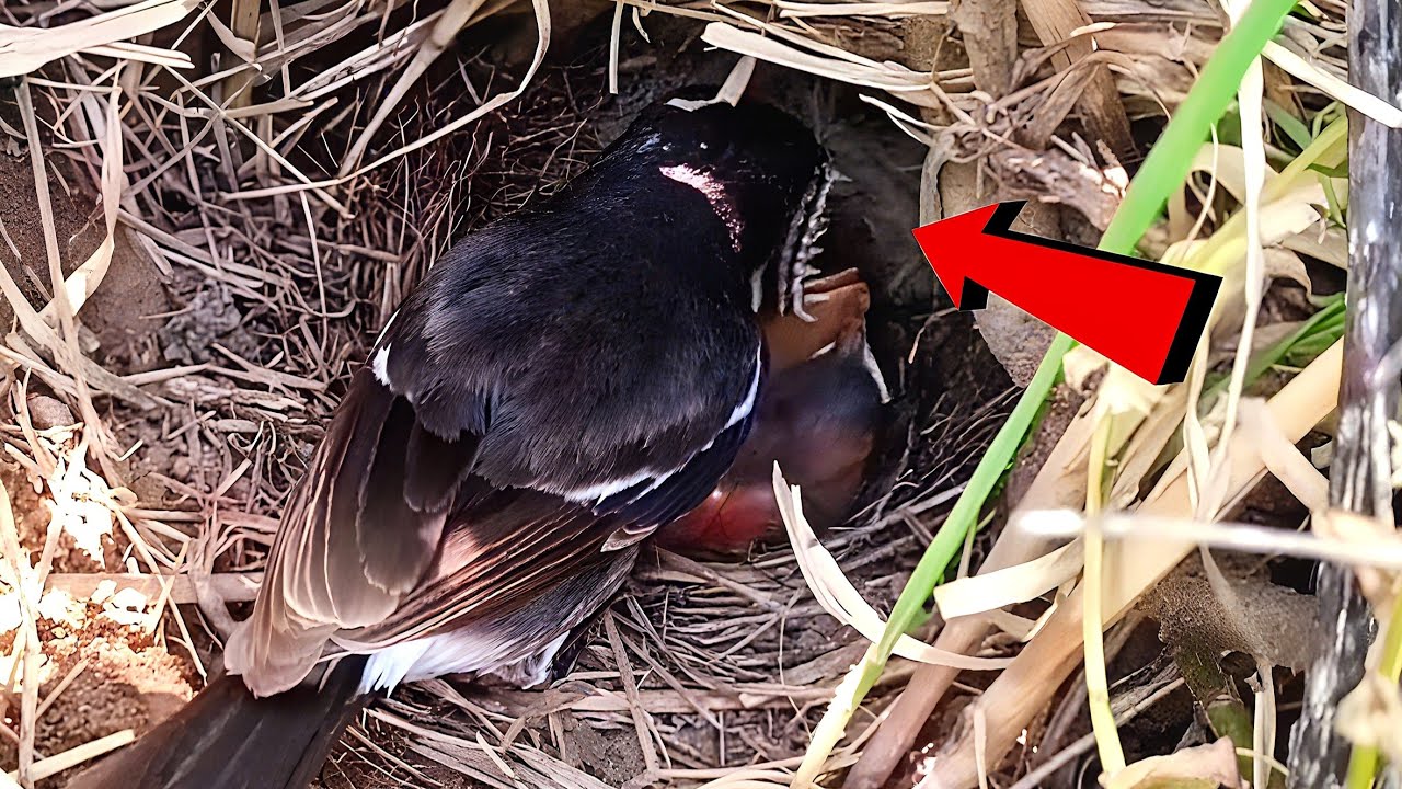 Huge leaf eater fed to small babies by their mother!