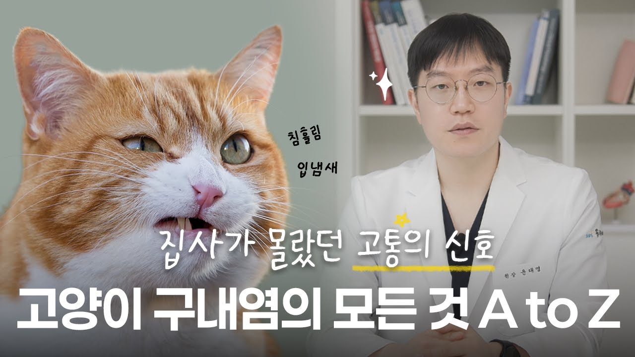 고양이 입 냄새와 침 흘림, 그냥 두면 위험해요! 🦷 구내염의 모든 것 (증상/원인/확실한 치료)
