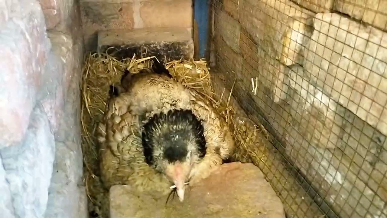 Hamari murgi ne koi bhi 🐤chuja nahin nikala 🥺