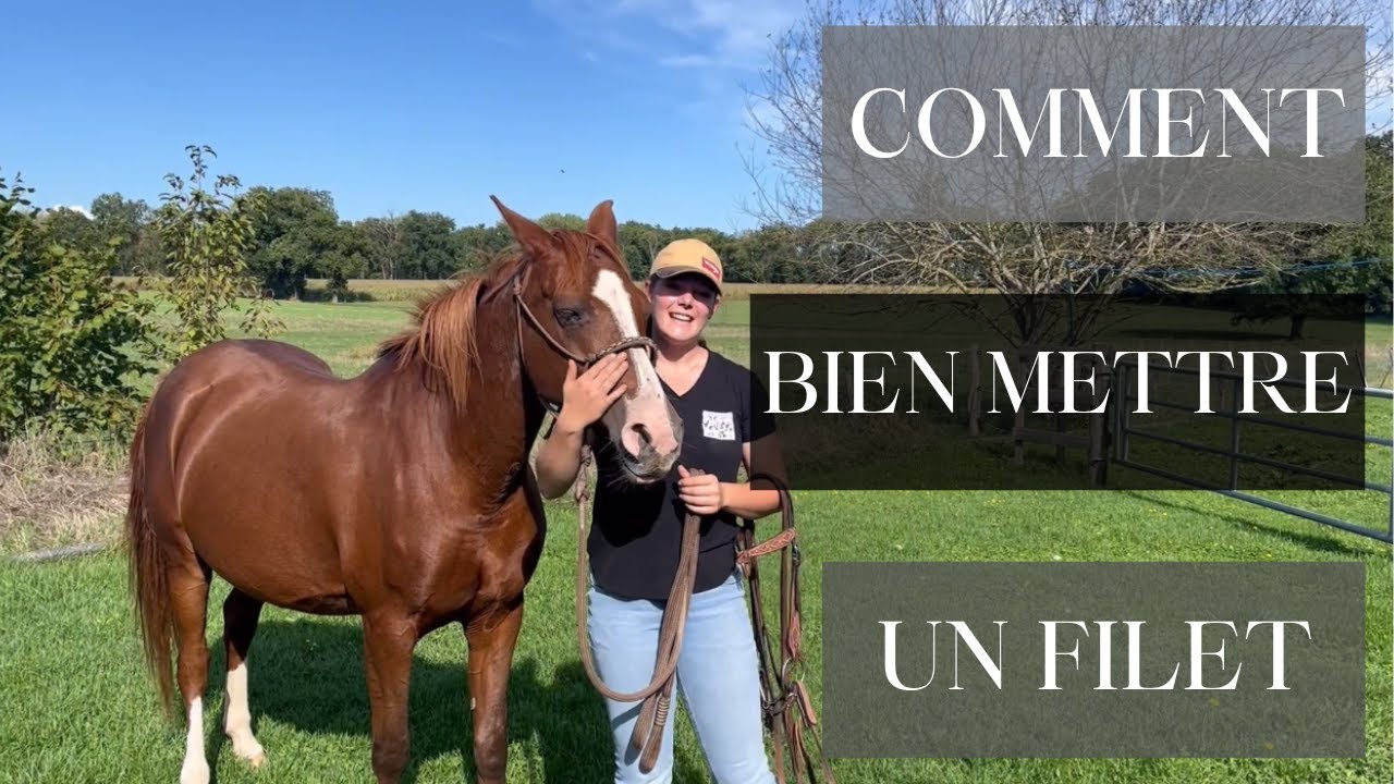 Comment mettre un filet à son cheval