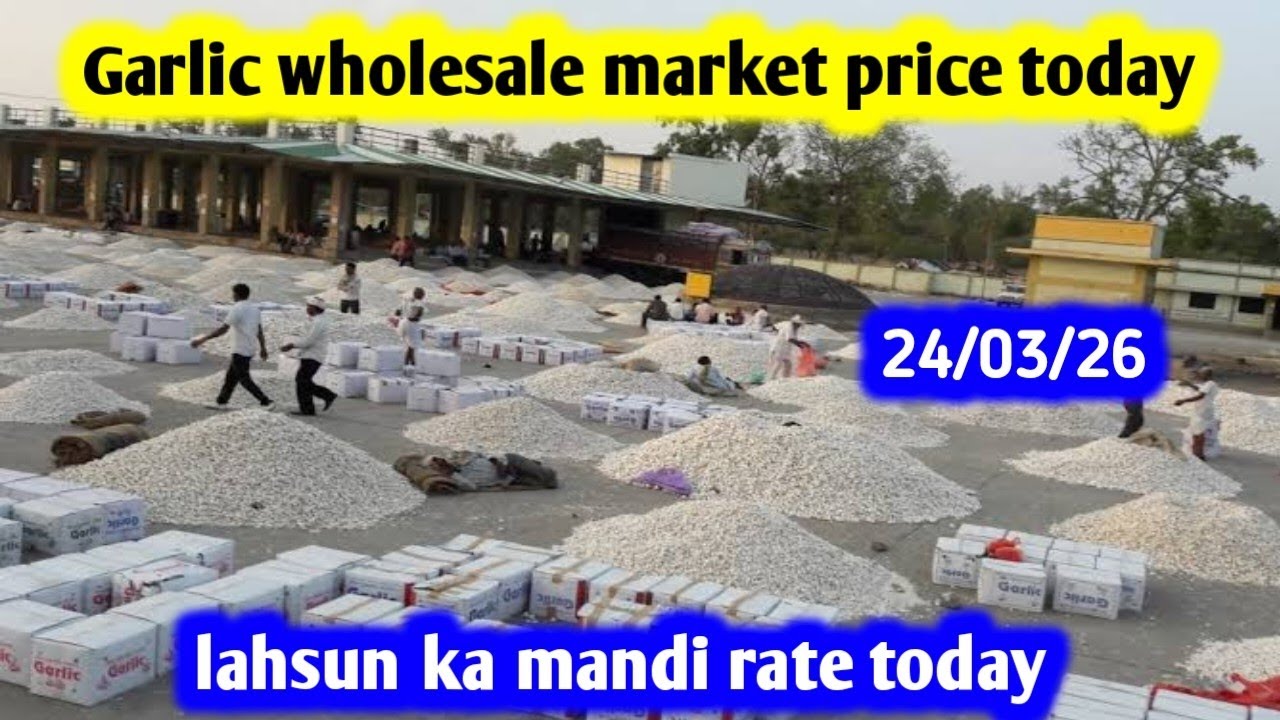 Garlic available for 28 rupees | Garlic wholesale market price today | Garlic business #garlic