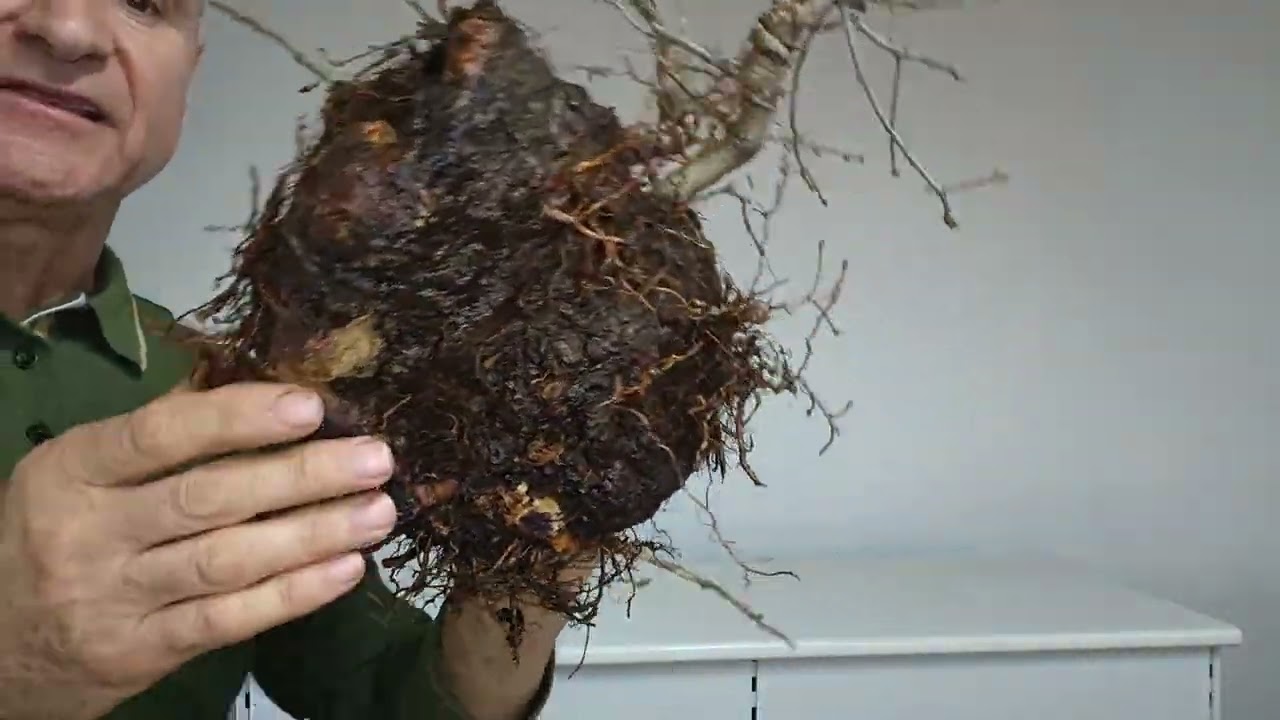 R 1. Roble, 280 euros con envío.#nebari #bonsai#pitarch #árboles 