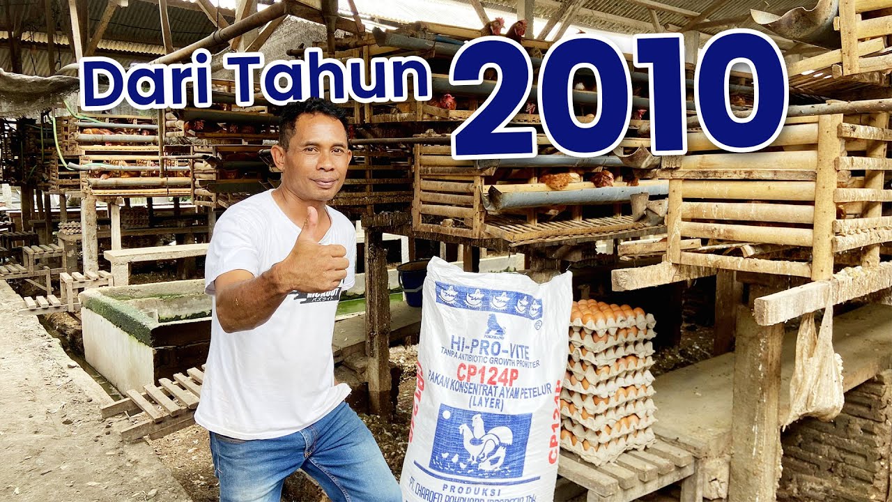 Peternak Sukses di Blitar: Rahasia Stabilitas 30.000 Ayam dengan Pakan 124P!