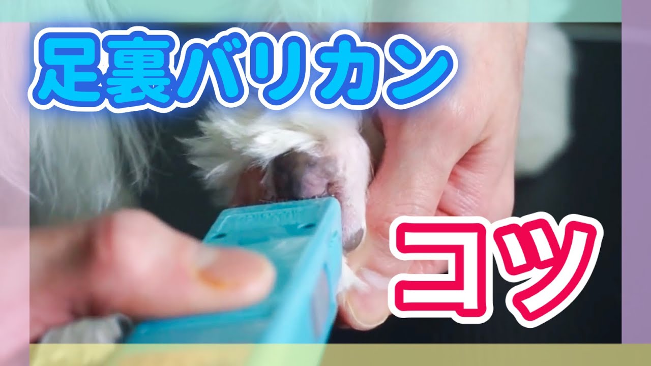 【トリマーが教える犬の足裏の毛の刈り方】お手入れ動画