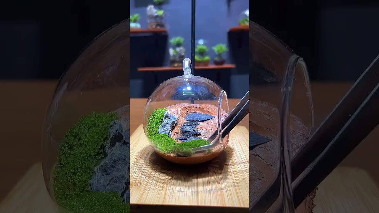 🥰 Amazing simple #terrarium with 2 different #plants including #mossplant and #ferns #decoration