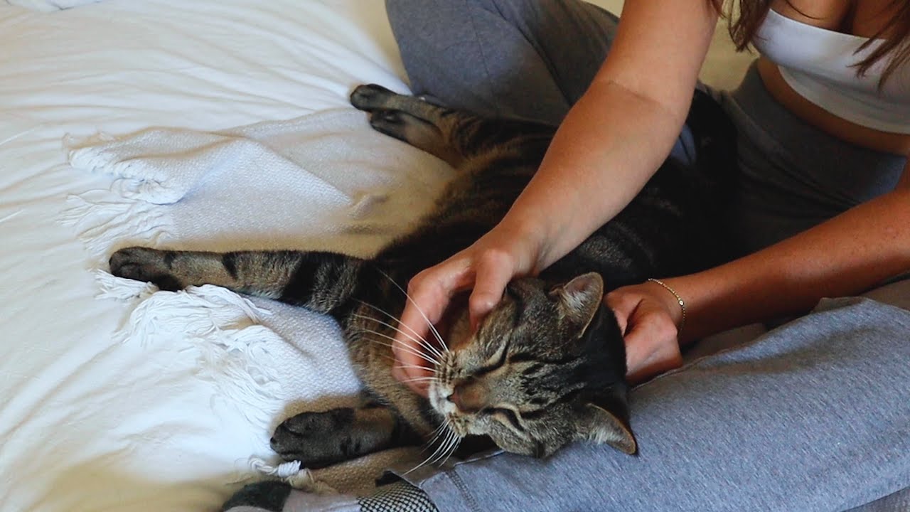 ASMR kitty with huge personality - brushing, purring, massage 😅🥹 (whisper)