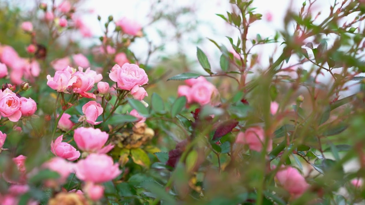 Peaceful Rose Garden with Relaxing Piano Music - 2 Hours - 4K #valentinesday