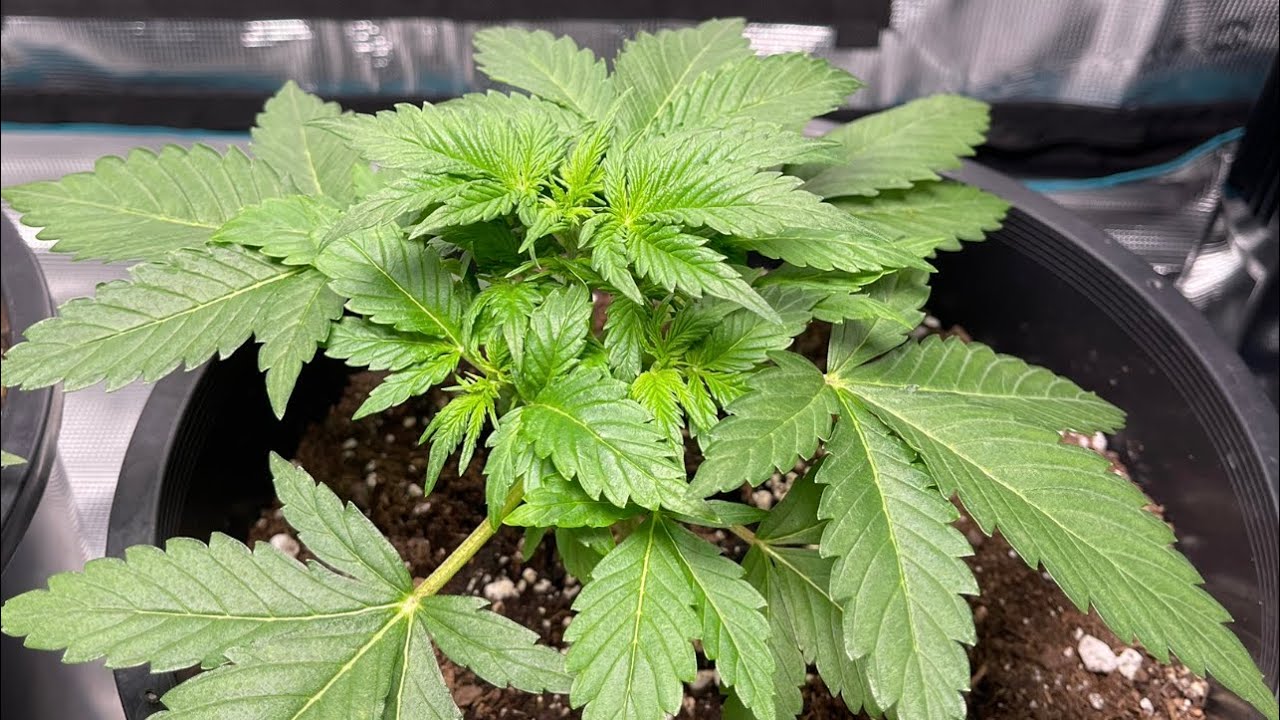 WEEK 4 AUTOFLOWER GROW UPDATE (Day 28)