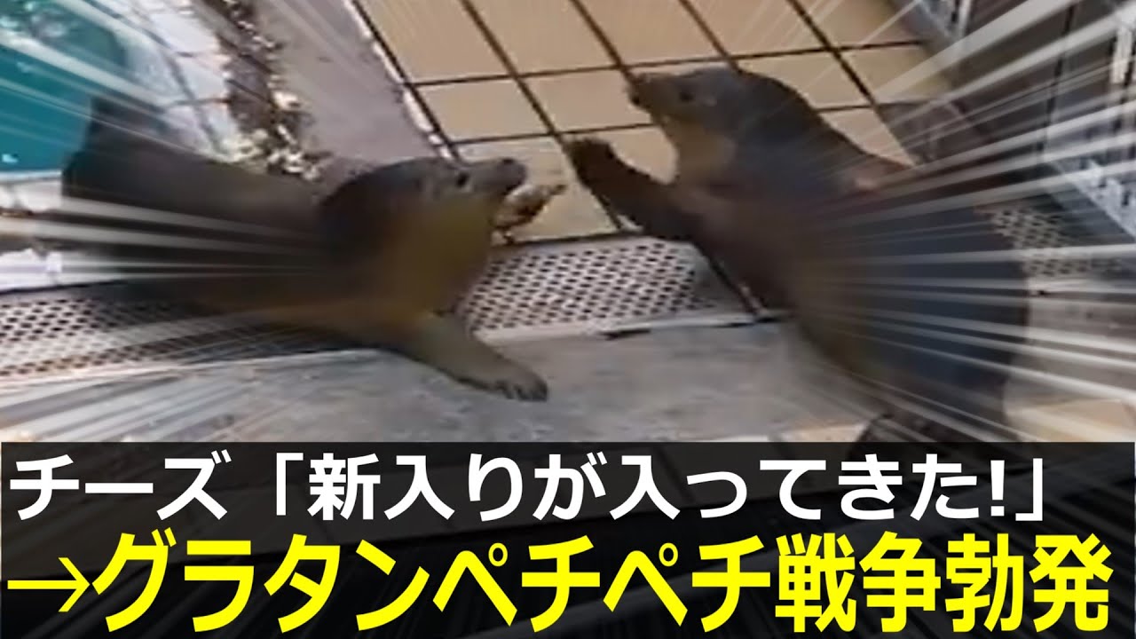 アザラシ幼稚園でグラタンバキュームコンビが爆誕→ペチペチ戦争が頻発してしまう