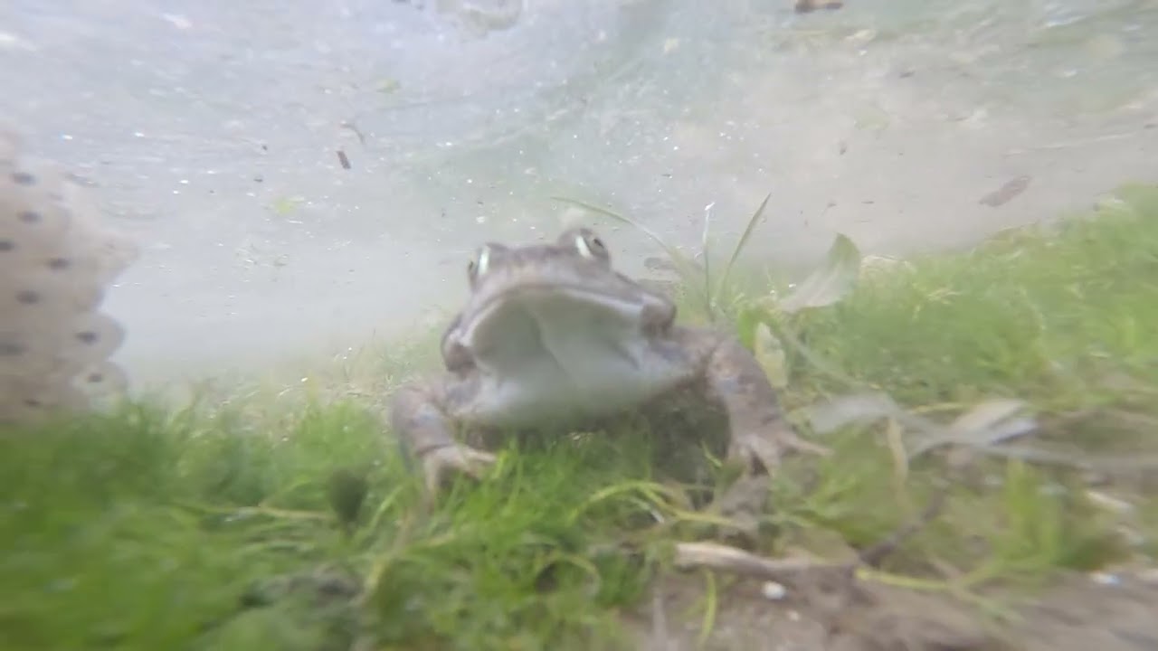 Frogs Vs GoPro