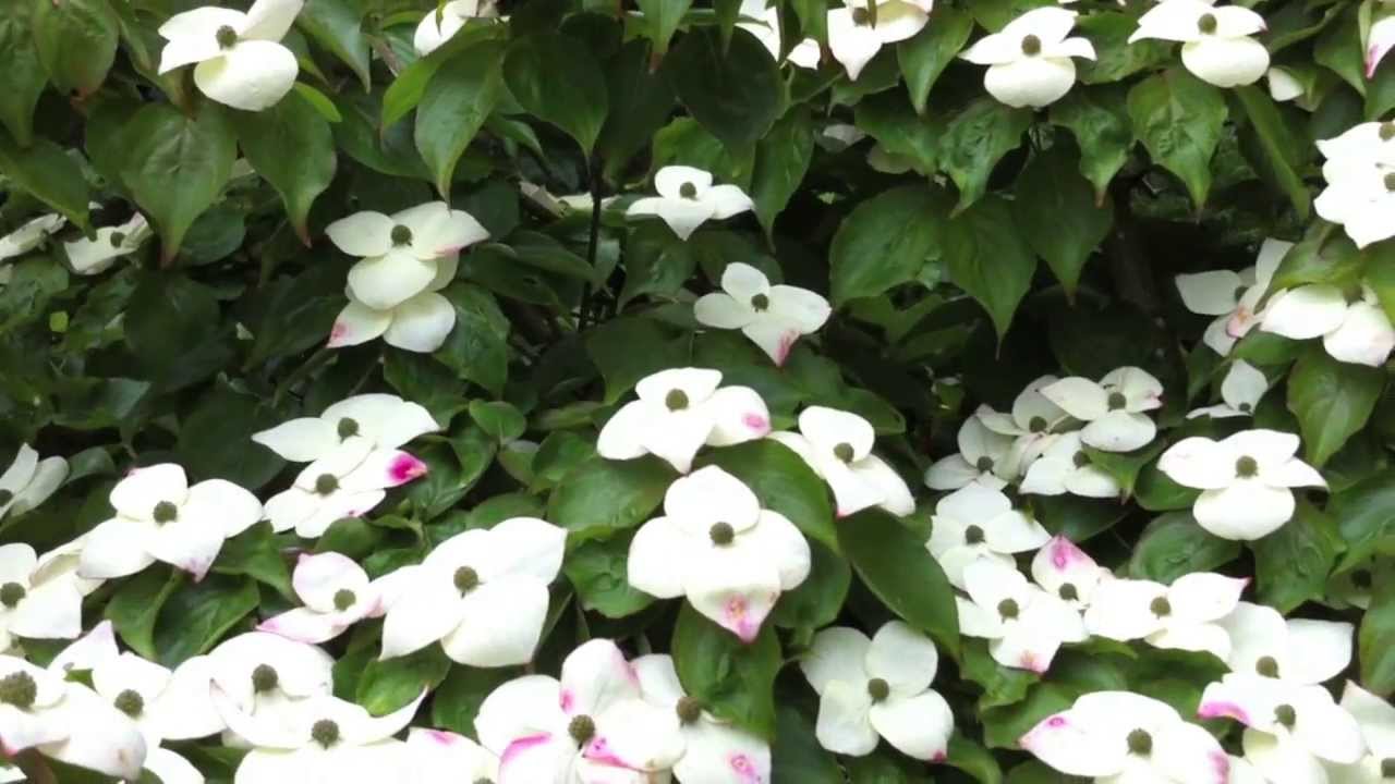 Flowering Cornus (Dogwoods); Four of the Best