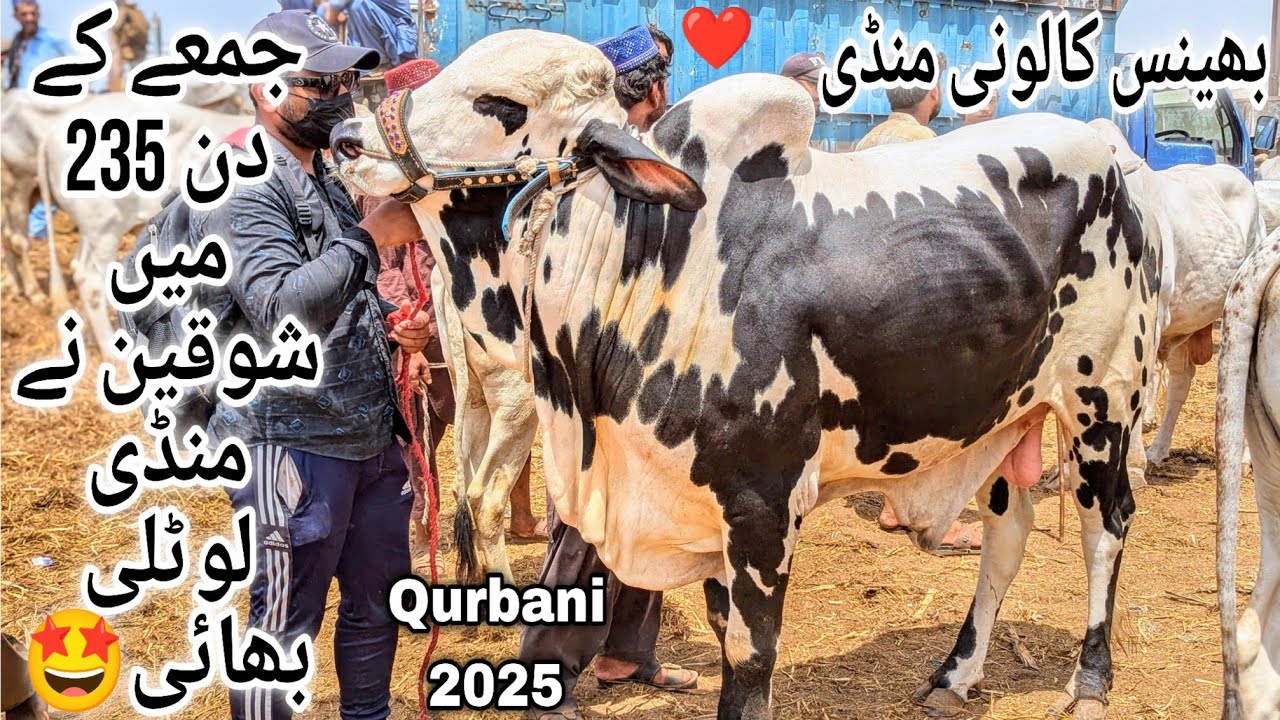 Bhains Colony Mandi Karachi Cattle Latest Rates Update Friday 9 May 2025 | Bakra Eid Season 2025
