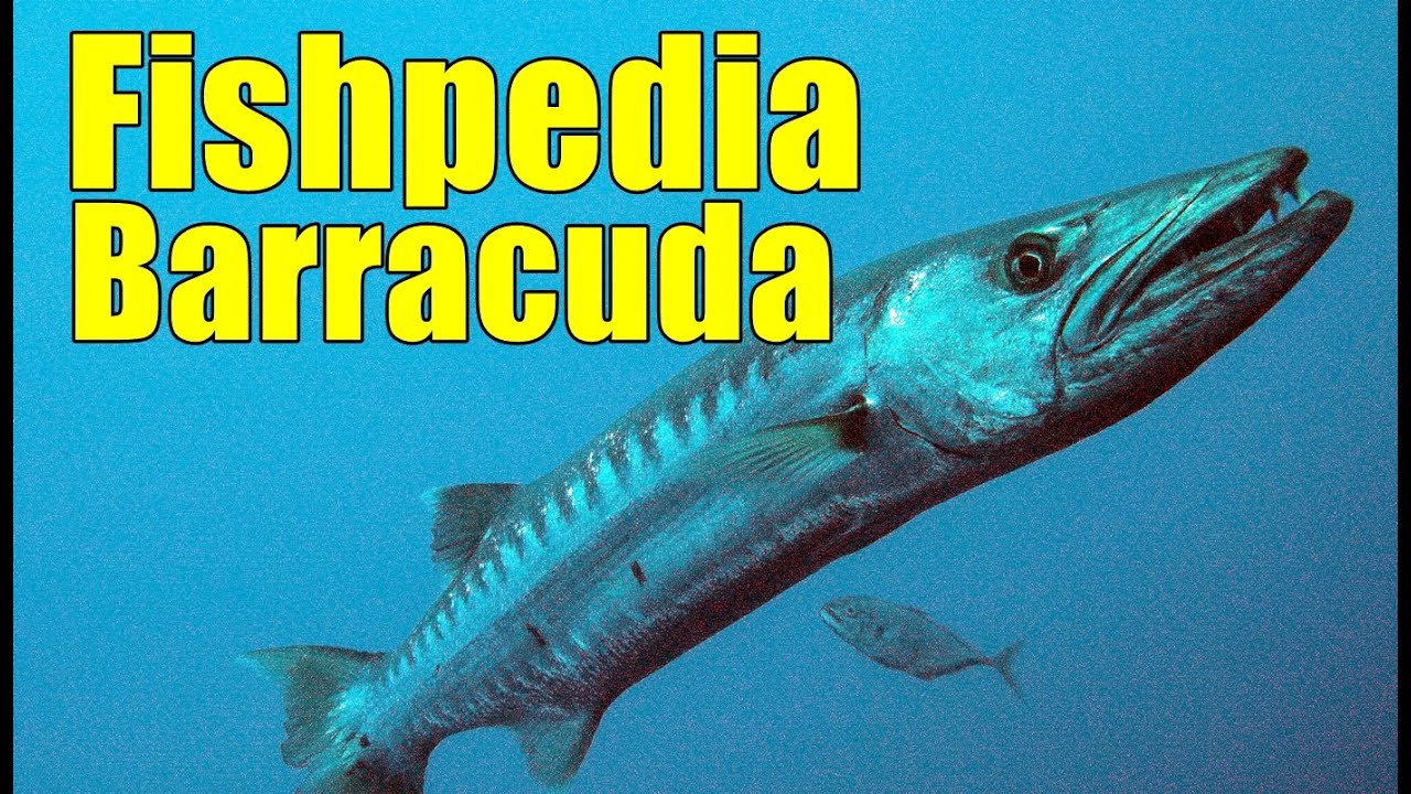 Fishpedia eps-2 - Barracuda