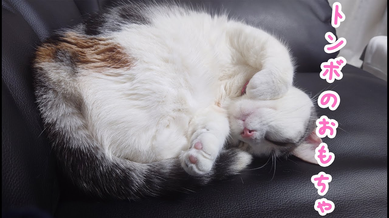 福袋に入っていたトンボのおもちゃ ｜びびちゃんねる #cat #猫動画 #猫 #猫と遊ぶ #猫のおもちゃ