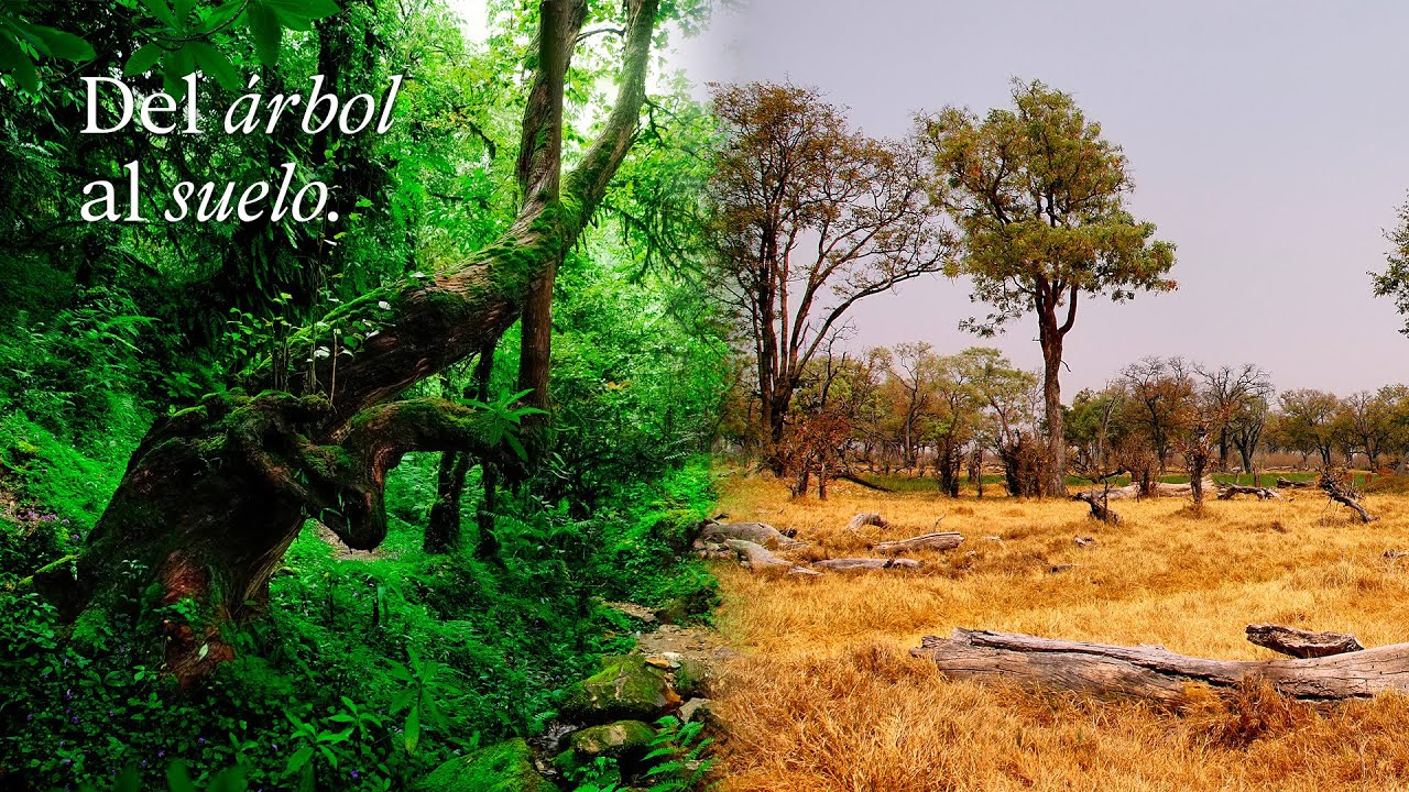 Evolución humana: Del ÁRBOL al SUELO | EduCaixa