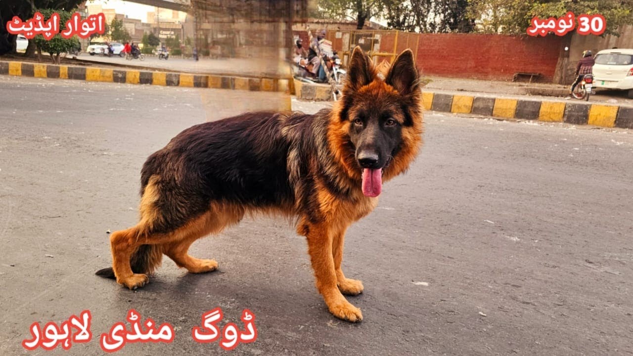 Dogs Mandi Lahore | Sunday Tollinton Market Lahore Pakistan | Dogs Ka Itwar Bazar Lahore 