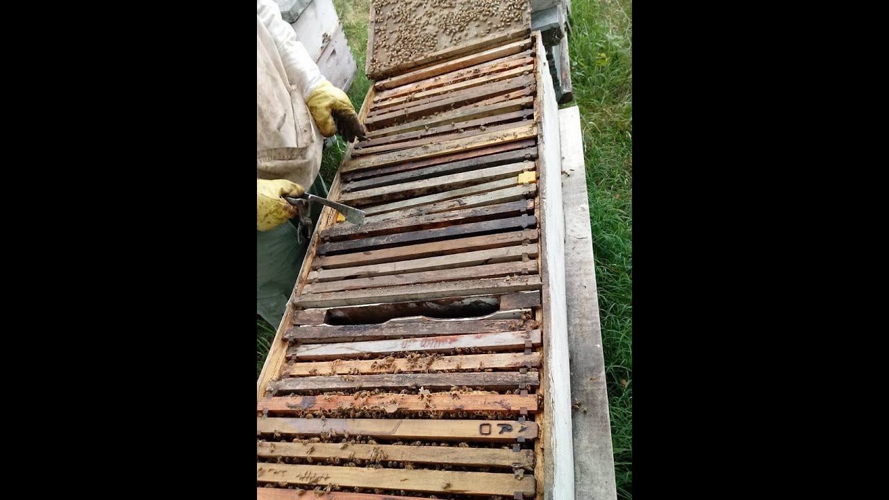 Sistema doble reina horizontal, para cria de reinas, iniciadora, continuadora y terminadora,