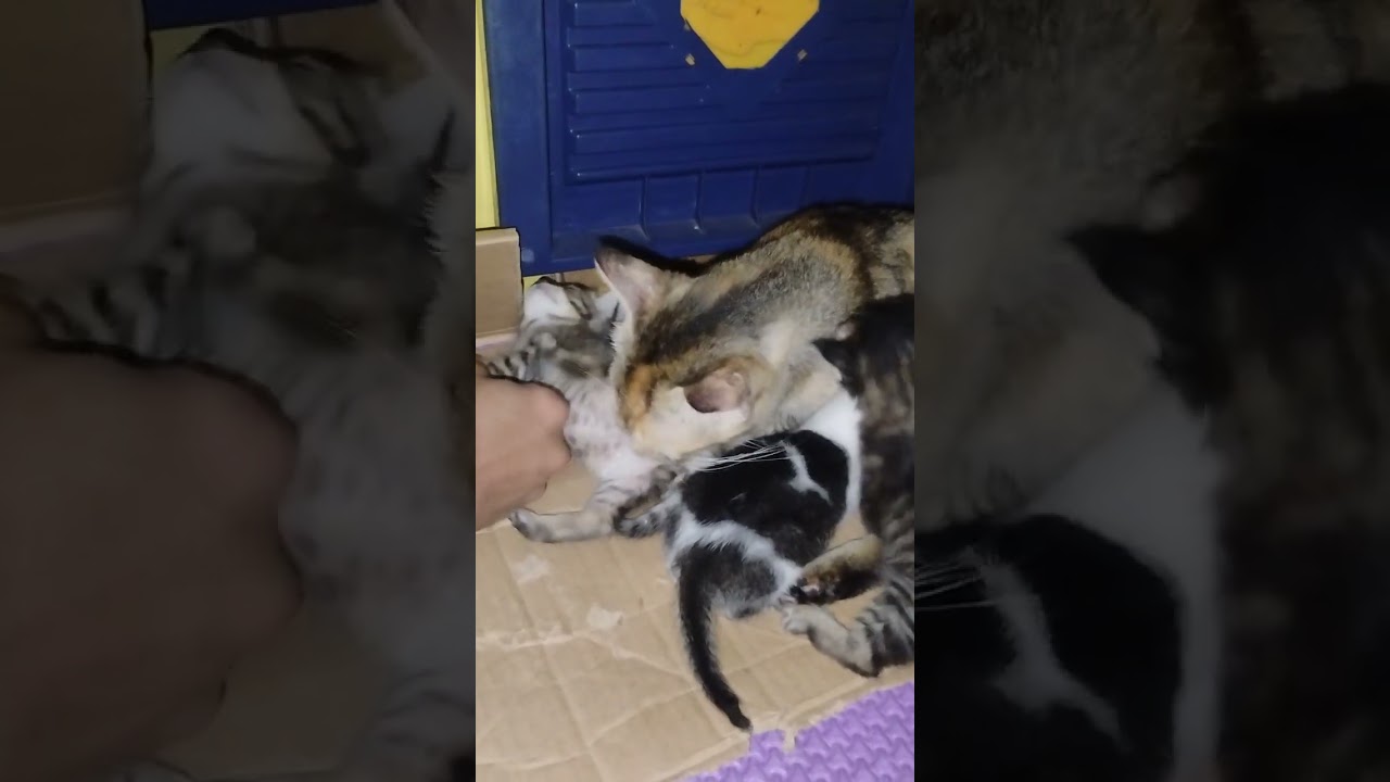 PUNYA KUCING EMAK NYA GREMET BANGET SAMA ANAK ANAK NYA😁🤭