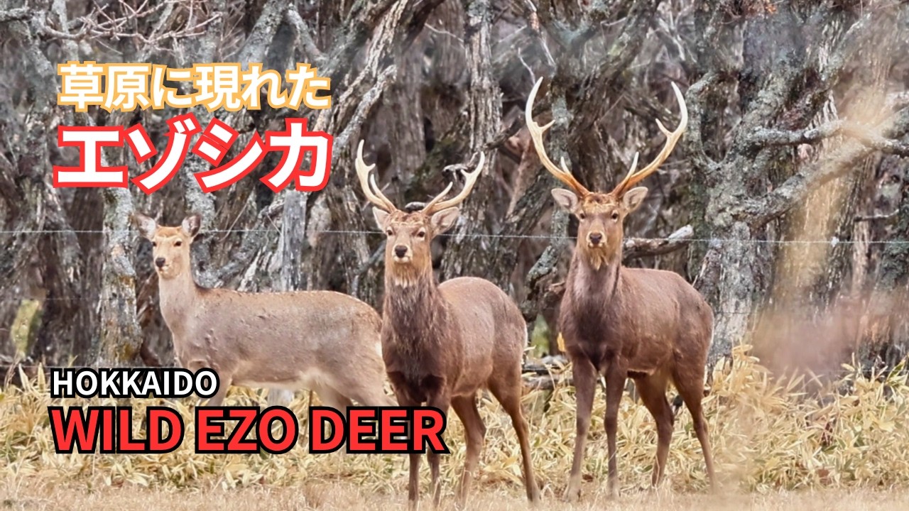 【北海道】草原に現れたエゾシカたち｜静かな野生動物の風景/ Ezo Deer in Hokkaido Grassland | Wild Deer in Japan Nature