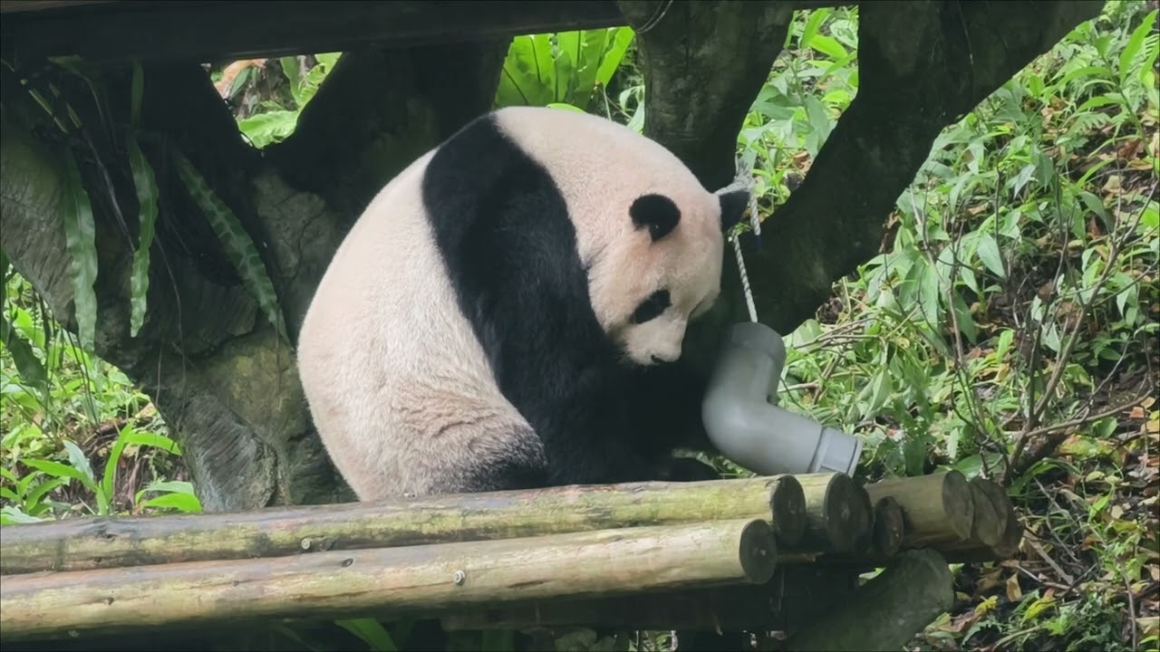 2026/03/09圓仔午餐（嚴禁轉載）