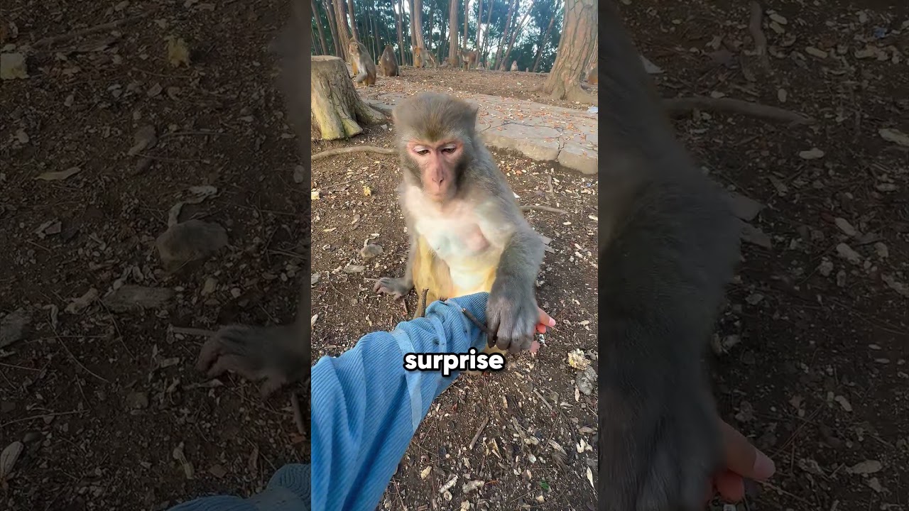 This Monkey Is as Smart as Humans 🐒🧠😲