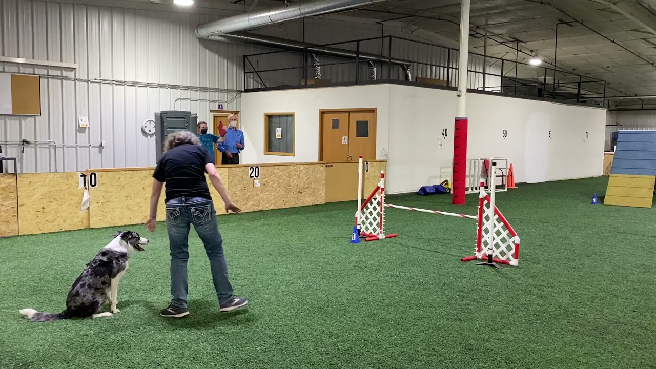 USDAA Agility Trial Standard P1