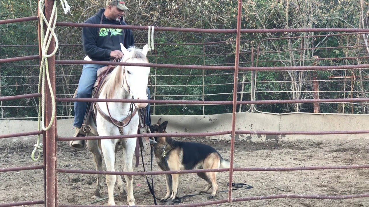 horse and dog learning together(Smoke's dog day)