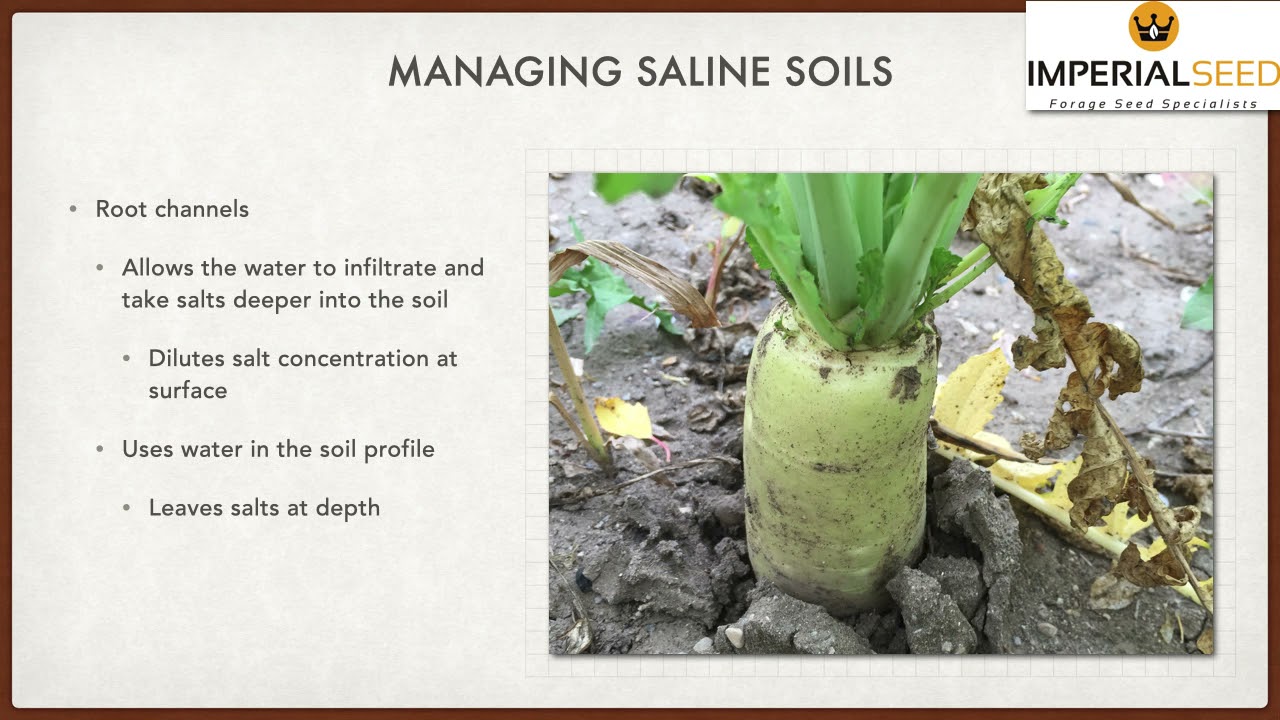 Managing Saline Soils with Cover Crops