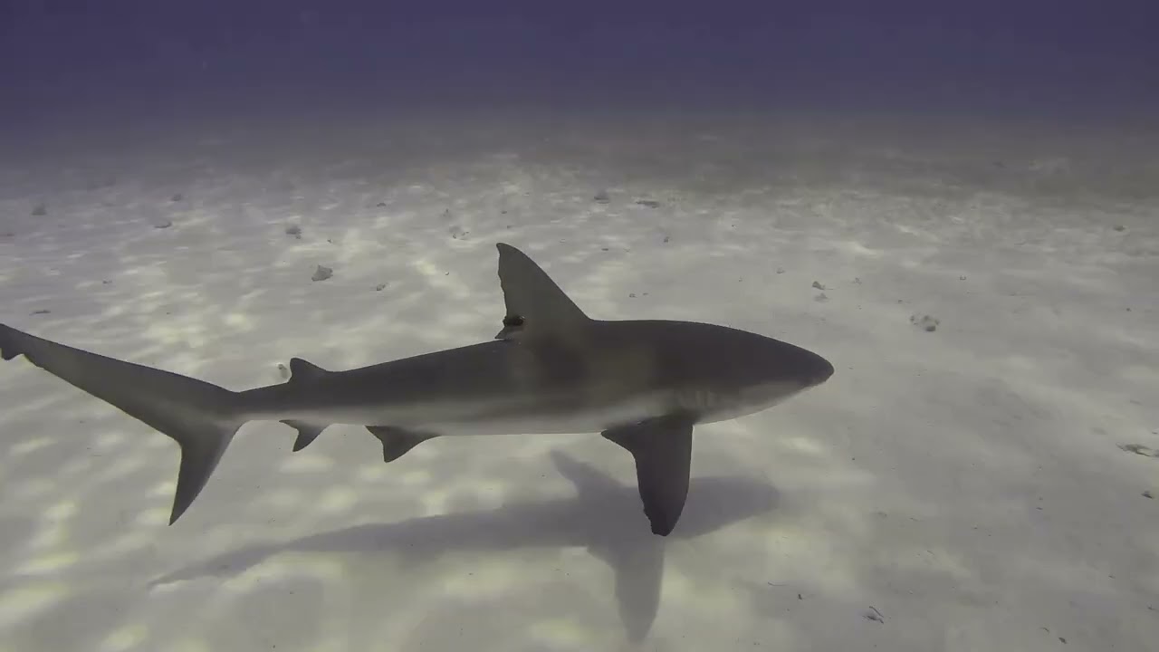 Diving Belize | Lighthouse Reef and Turneffe Atoll in 2026 | Belize Aggressor III