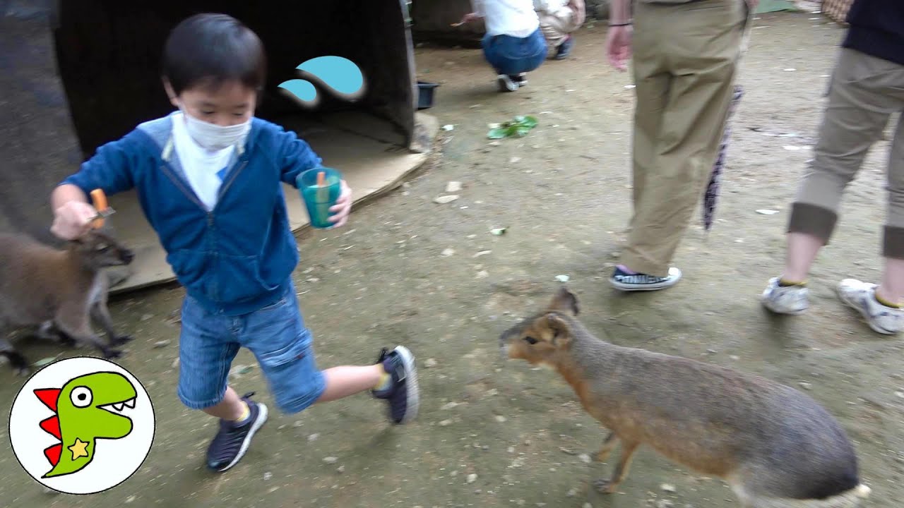 おでかけ 北海道 ノースサファリサッポロでたくさんのどうぶつにエサをあげたよ！ トイキッズ