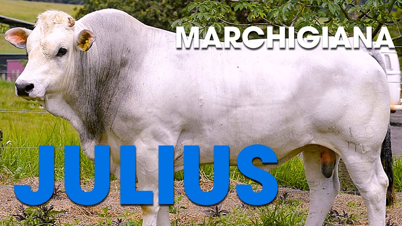 JULIUS DA UNITAS - TOURO MARCHIGIANA