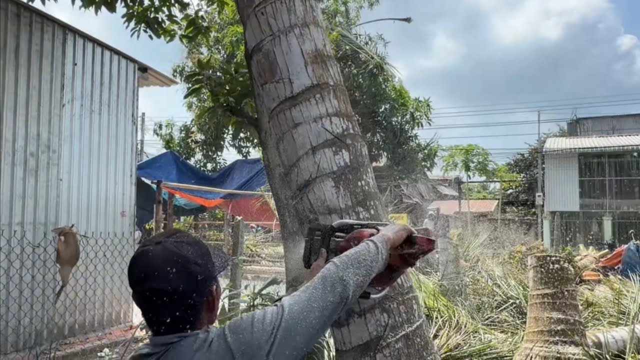 Cưa 10 Cây Dừa Gần Nghiên Vào Nhà 