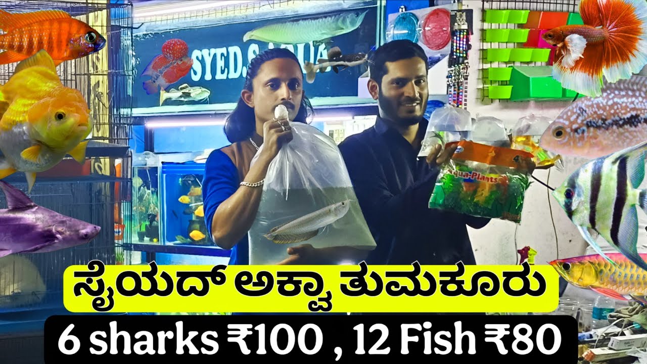6 ಶಾರ್ಕ್ಸ್ ಮೀನು ₹100 | Flowerhorn ಮೀನು 800, ಮೊಲ್ಲಿ , ಗೋಲ್ಡ್ ಫಿಶ್ ₹10 Only & more at Syed aqua Tumkur
