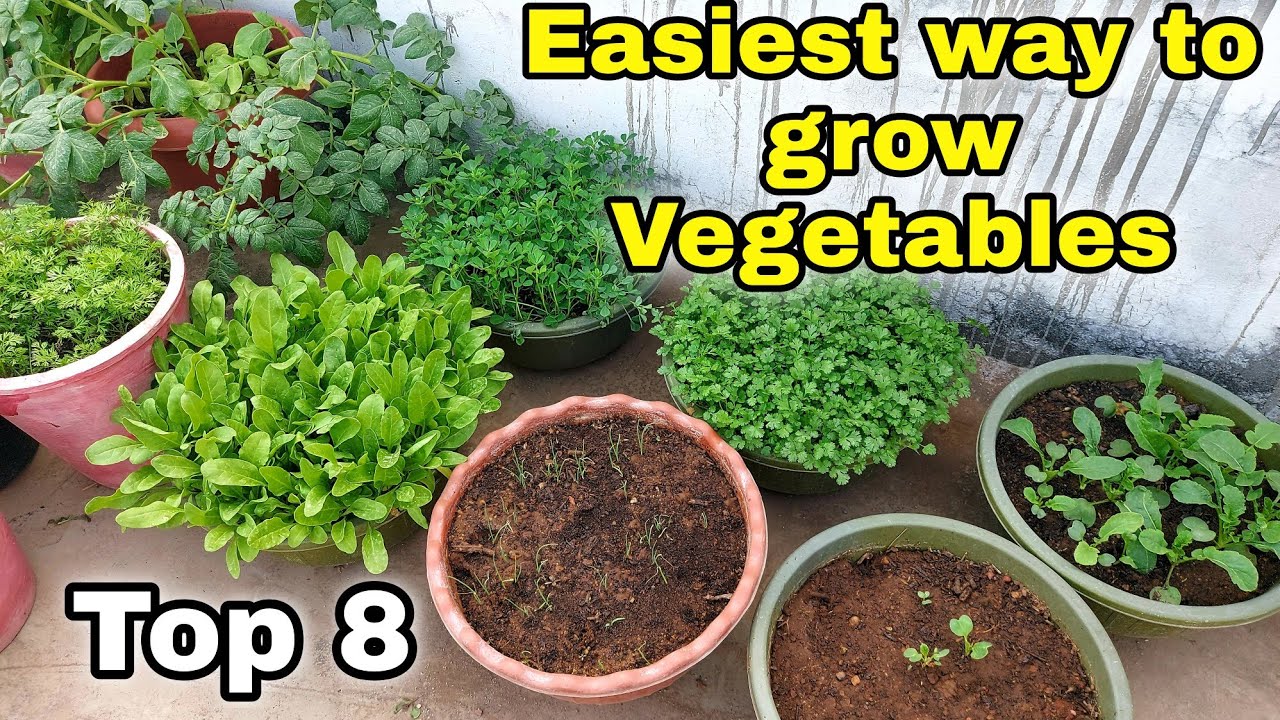 Top 8 Vegetables to Grow at Home | Small space gardening