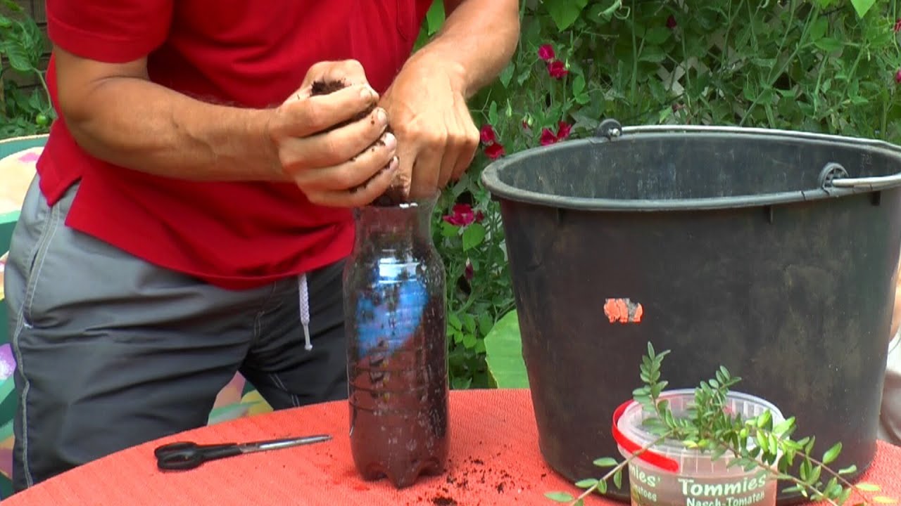 Bonsai Experiment bottle, make a new Bonsai