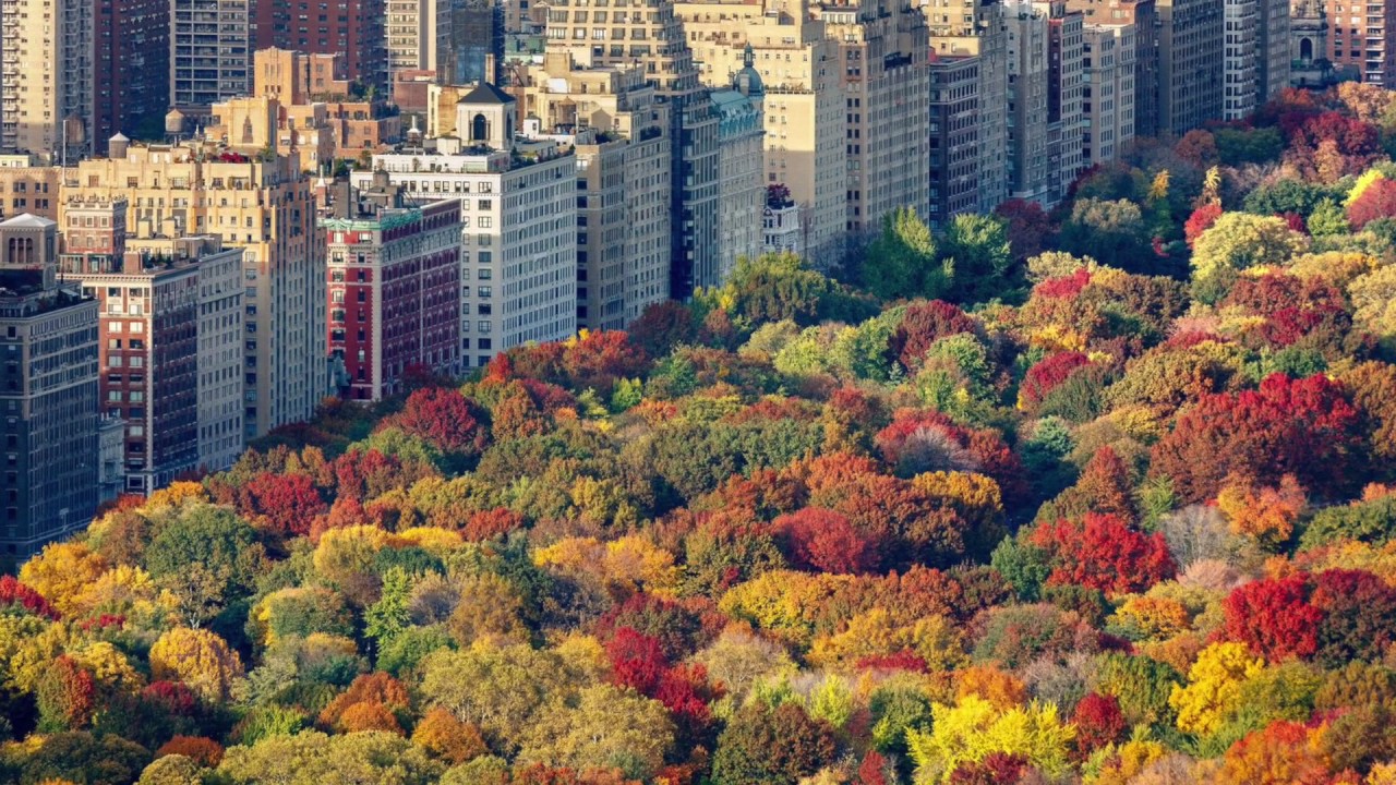 Great Trees: An Interview with Michael Gordon