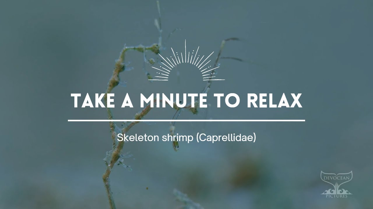 Take a Minute V: Skeleton shrimp (Caprellidae)